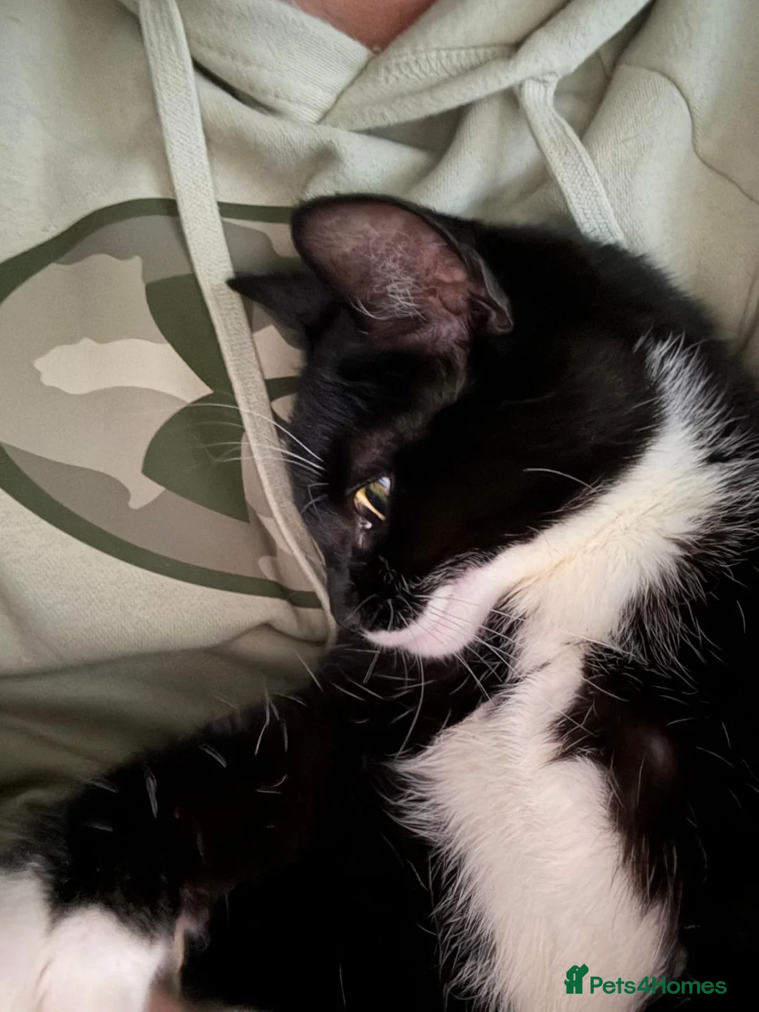 American Shorthair cats for sale: KITTEN’S KITTENS — CALEB & TIRZAH - Advert 1