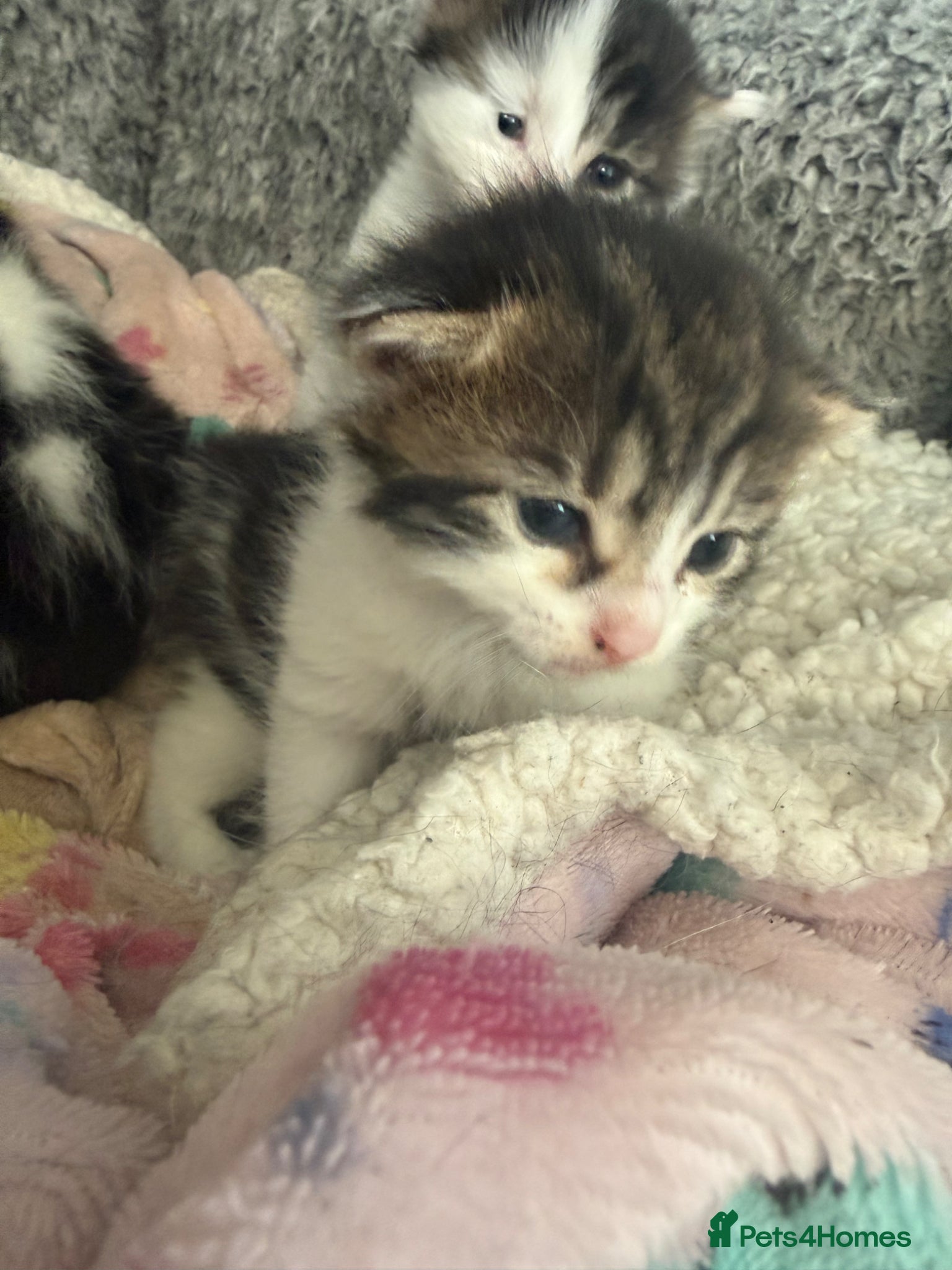 Mixed Breed cats Mixed kittens  - Advert 11