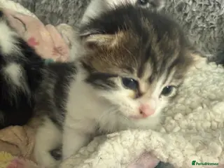 Mixed Breed cats Mixed kittens - Advert 11