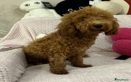 Toy Poodle dogs for sale: Red toy poodle girl - Image 7