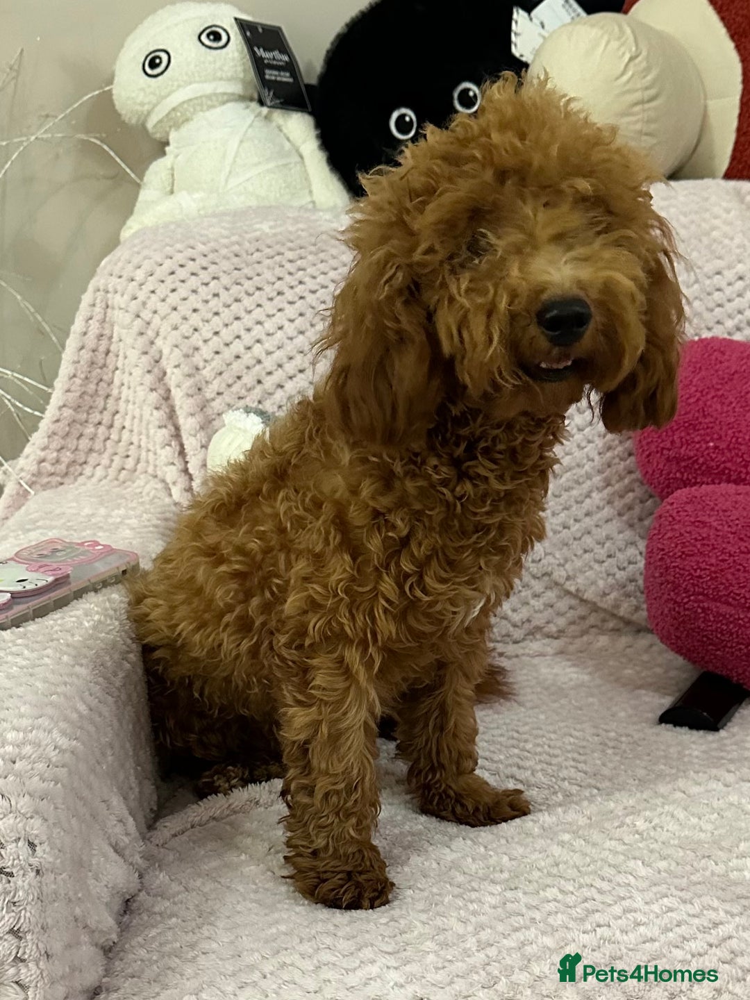 Toy Poodle dogs for sale: Red toy poodle girl - Image 7