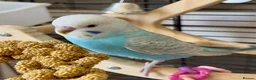 Budgerigars birds for sale: Beautiful baby budgies - Advert 4