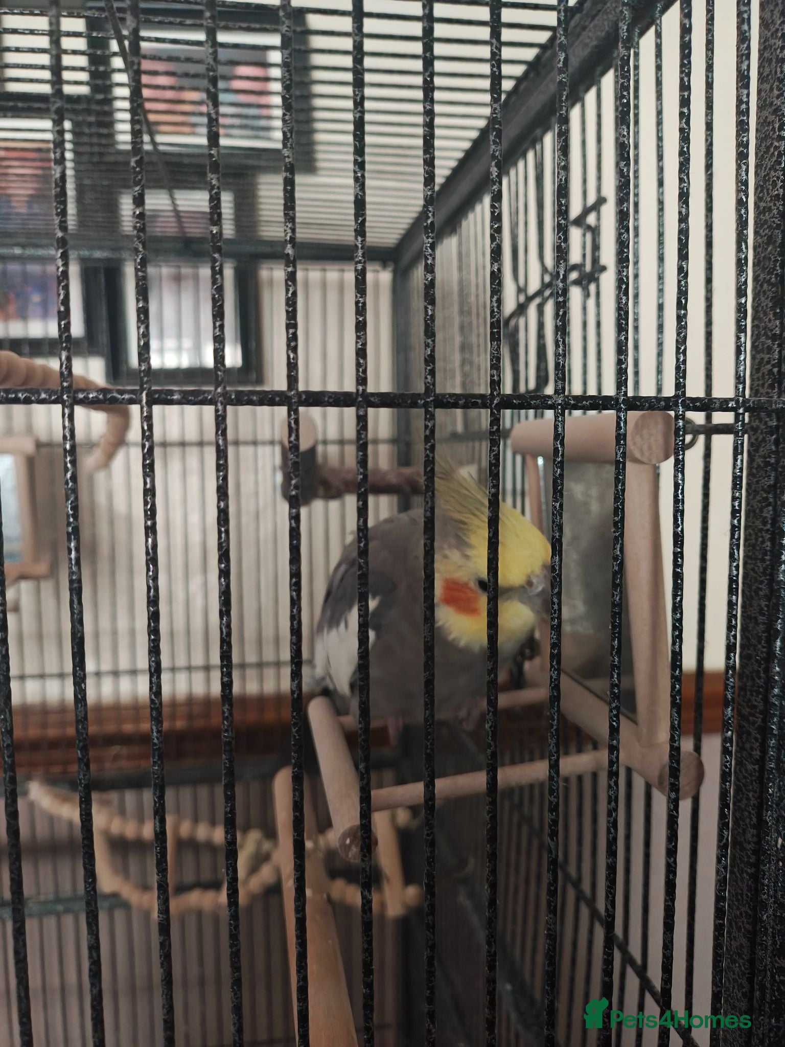 Cockatiels birds 2 cockatiels with large cage. - Advert 1