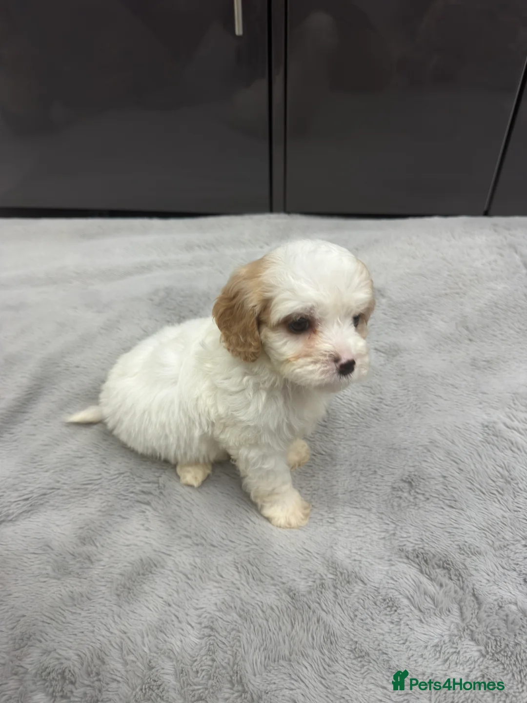 Cavapoo dogs for sale: ⭐READY TODAY! 1 BOY F1Toy Health tested Cavapoos⭐ - Advert 2