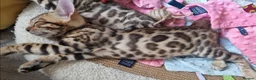 Bengal cats for sale: Stunning TICA Registered Bengal Kittens - Advert 18