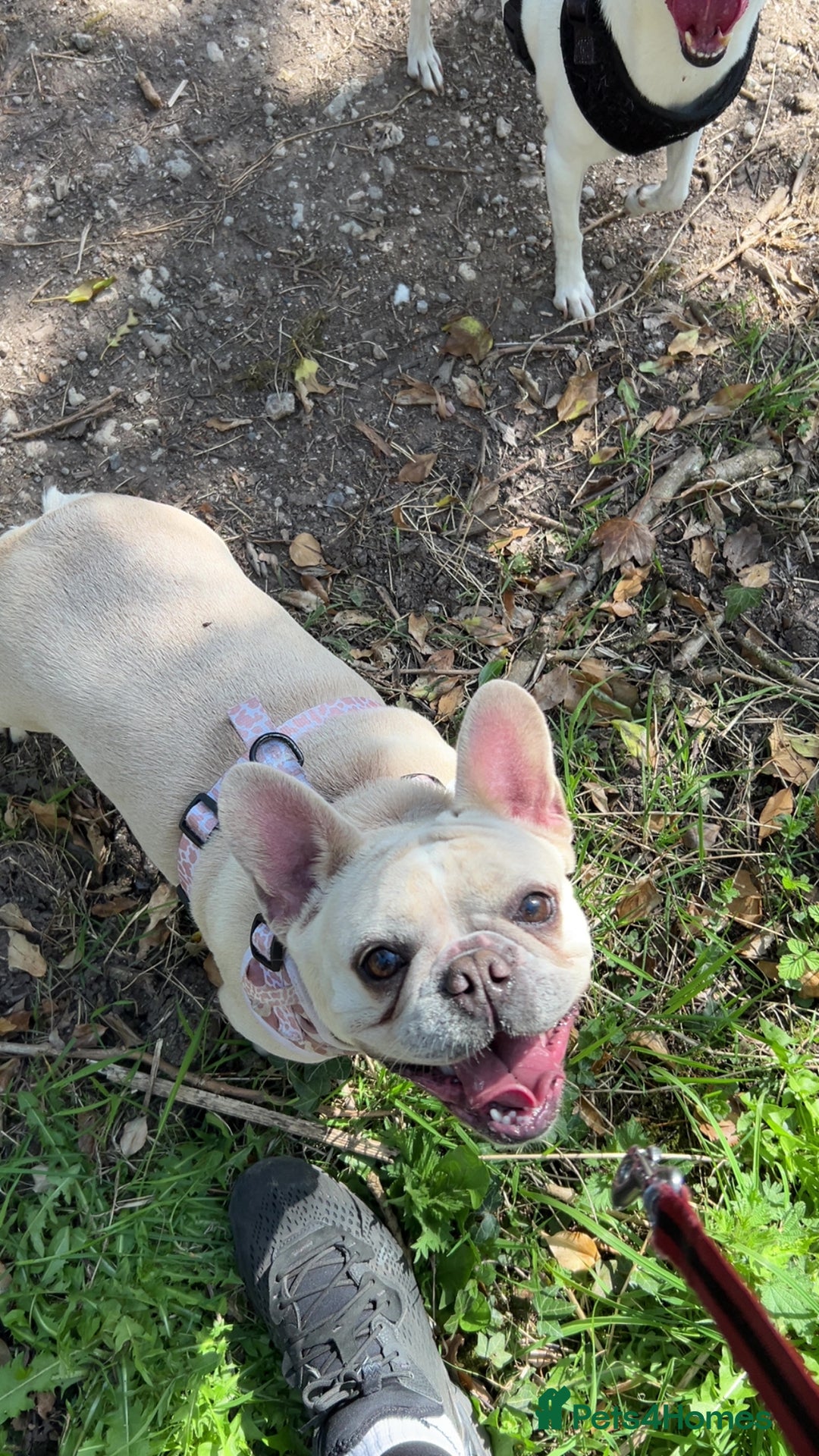 French Bulldog dogs for sale: last girl ready to leave now 🐾⚡️ - Advert 25
