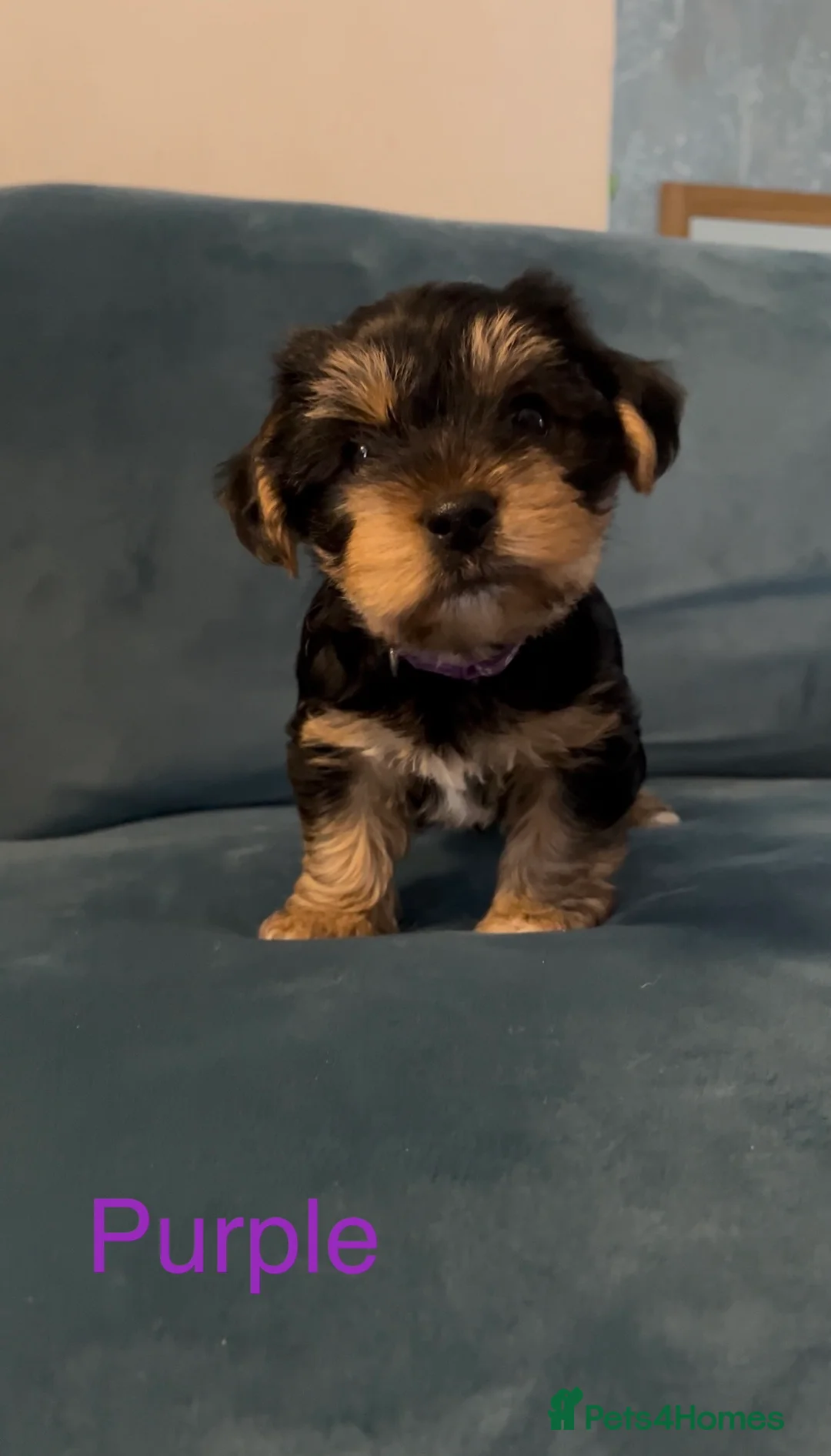 Yorkshire Terrier dogs for sale: READY NOW! - MINI YORKSHIRE TERRIERS - Advert 14
