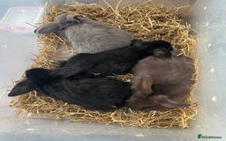 Dwarf Lop rabbits for sale: Dwarf lops READY NOW - Image 2
