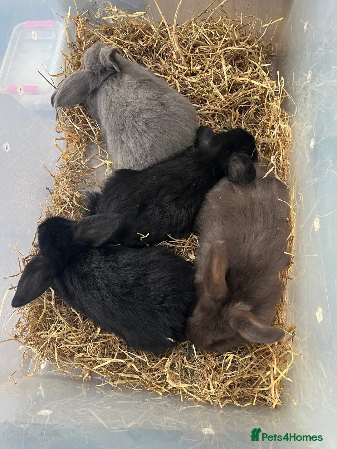 Dwarf Lop rabbits for sale: Dwarf lops READY NOW - Image 2