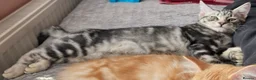 Domestic Shorthair cats for sale: 5 Beautiful Kittens - Advert 18