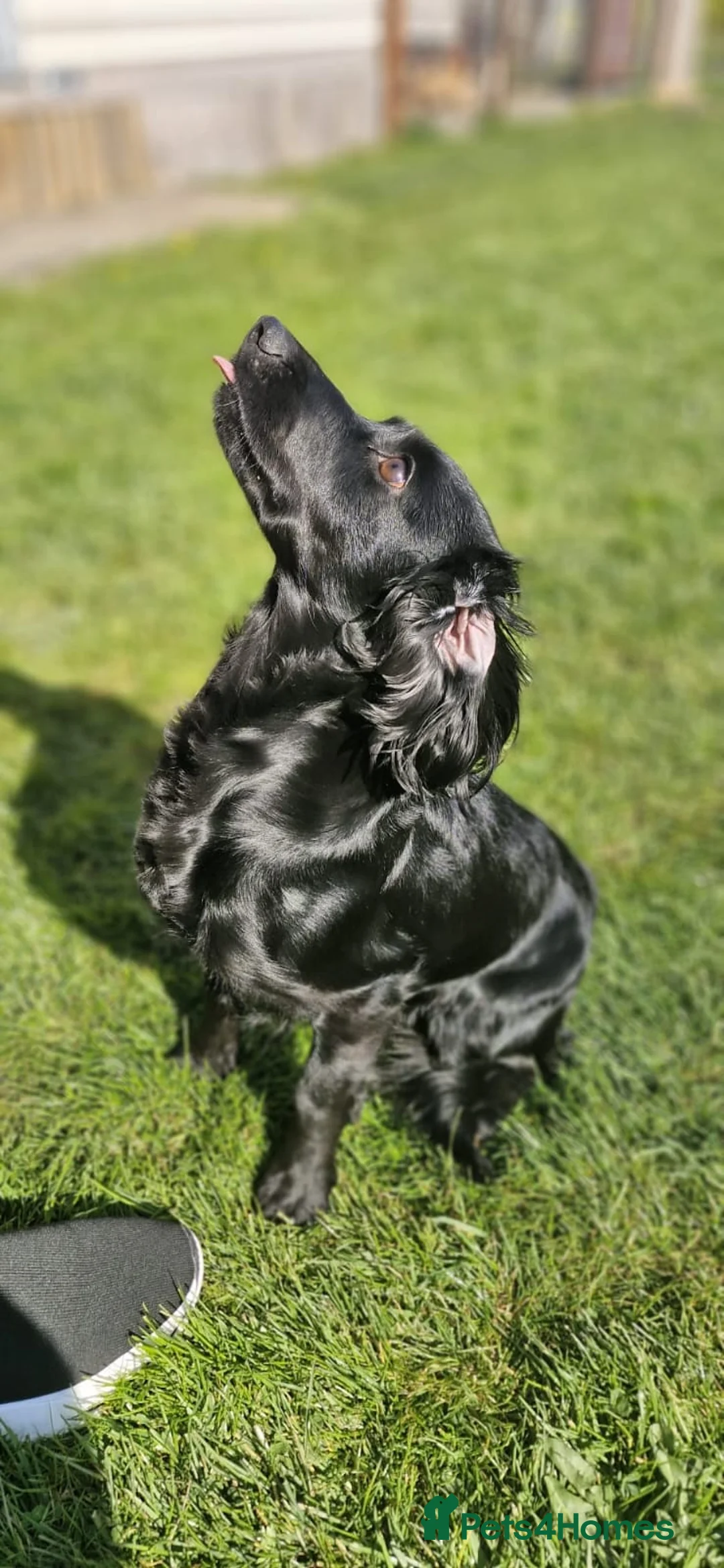 Cocker Spaniel dogs for sale: Working Cocker Spaniel  - Advert 2
