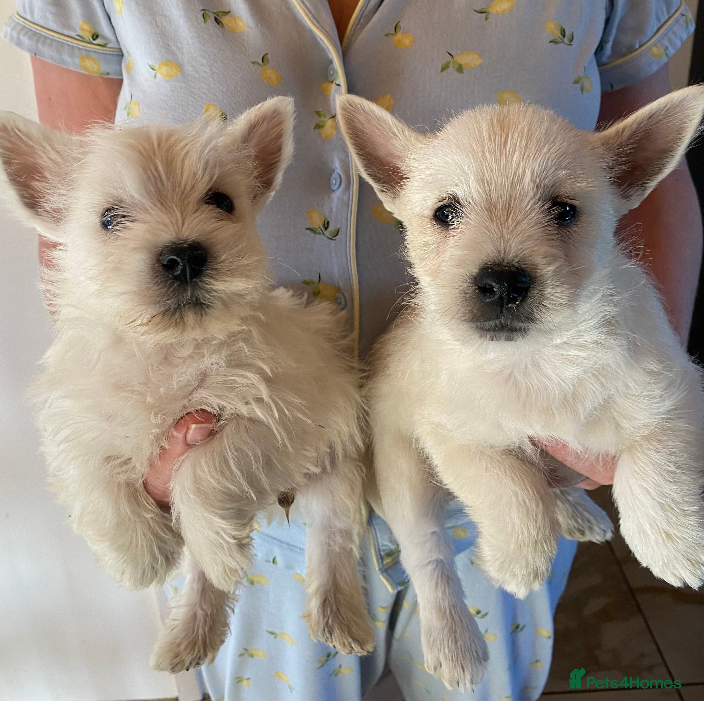 West Highland Terrier dogs West highland terrier STILL AVAILABLE  - Advert 2