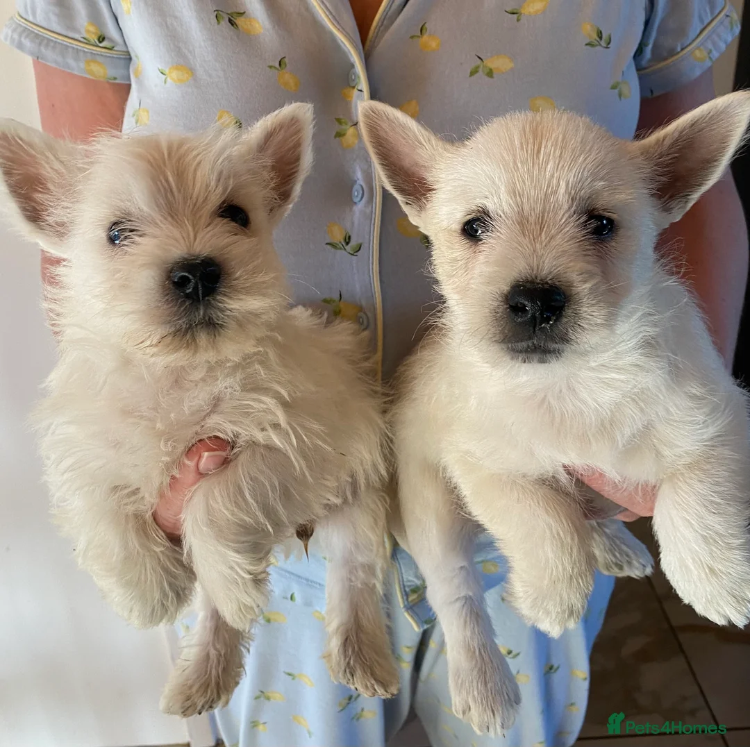 West Highland Terrier dogs for sale: BOYS STILL AVAILABLE 💙 - Advert 1