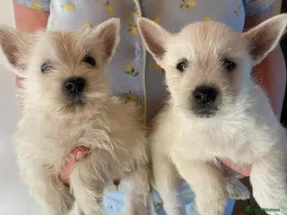 West Highland Terrier dogs West highland terrier STILL AVAILABLE - Advert 2