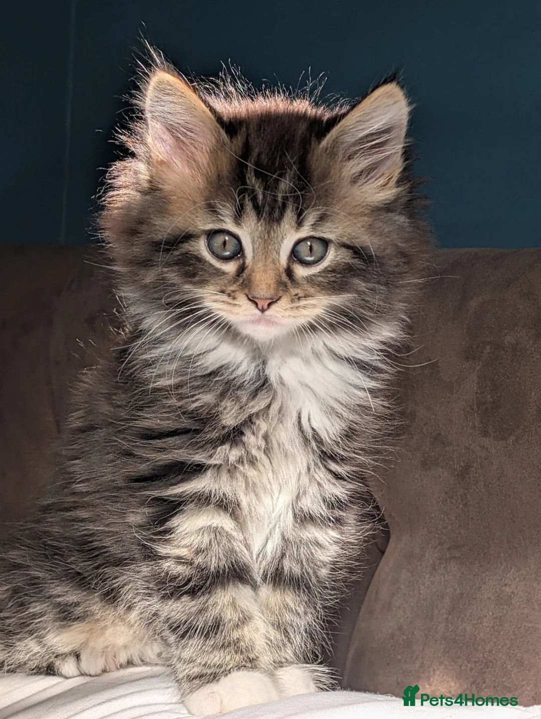 Maine Coon cats for sale: Stunning Maine Coon X Kittens! - Advert 1