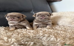 Pug dogs for sale: Stunning litter lilac tans and lilac tan pandas - Image 23
