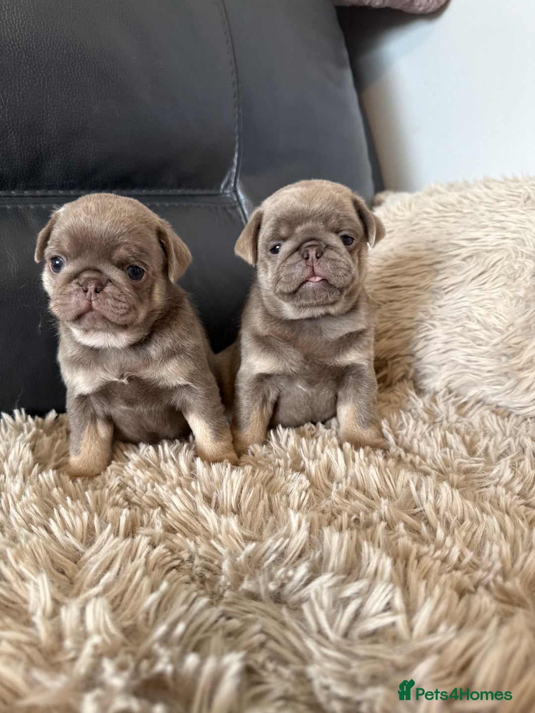 Pug dogs for sale: Stunning litter lilac tans and lilac tan pandas - Image 23