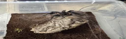 Tarantulas invertebrates for sale: 15 Tarantulas  adult/subadult - Advert 9