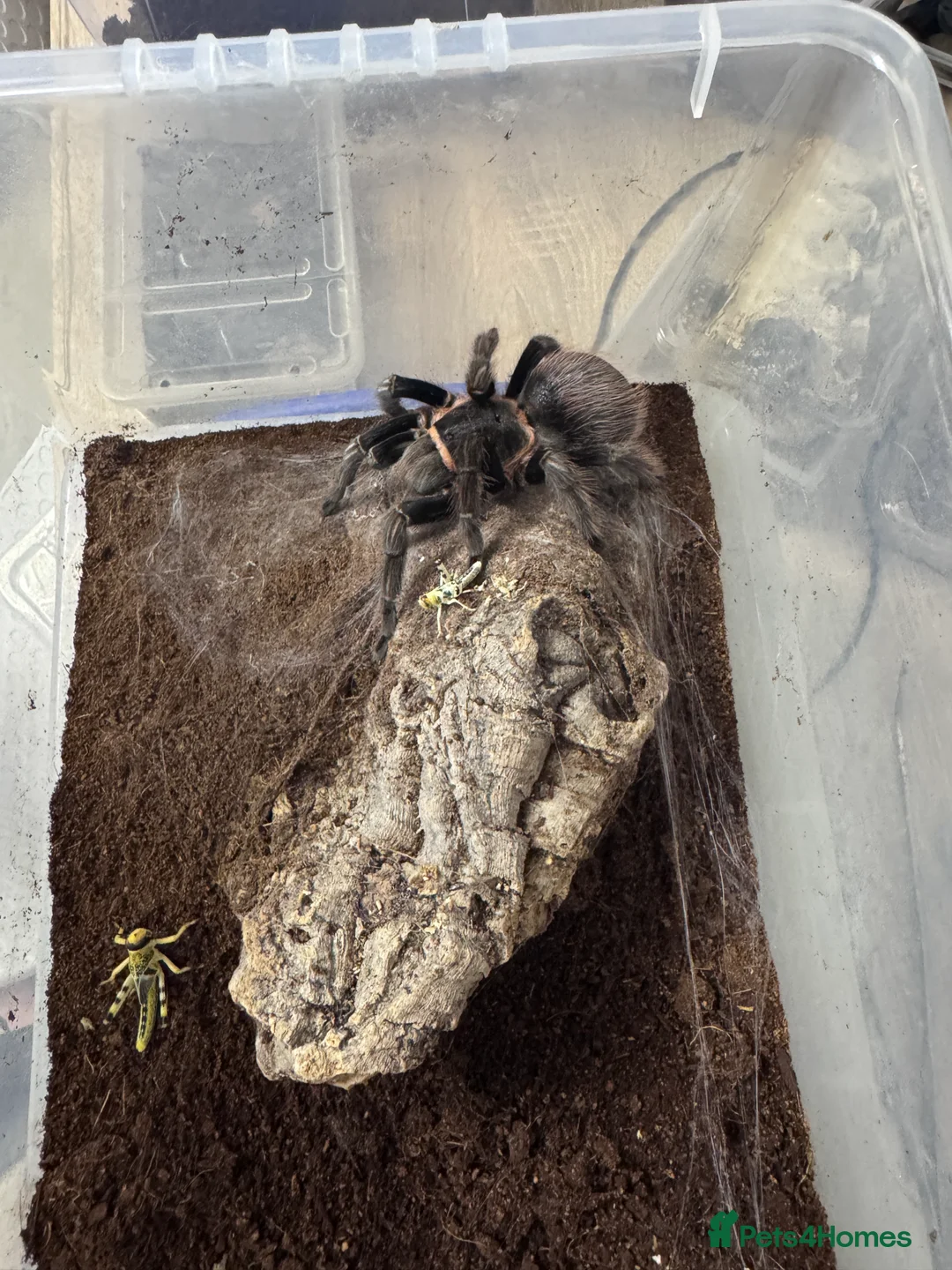 Tarantulas invertebrates for sale: 15 Tarantulas  adult/subadult - Advert 9