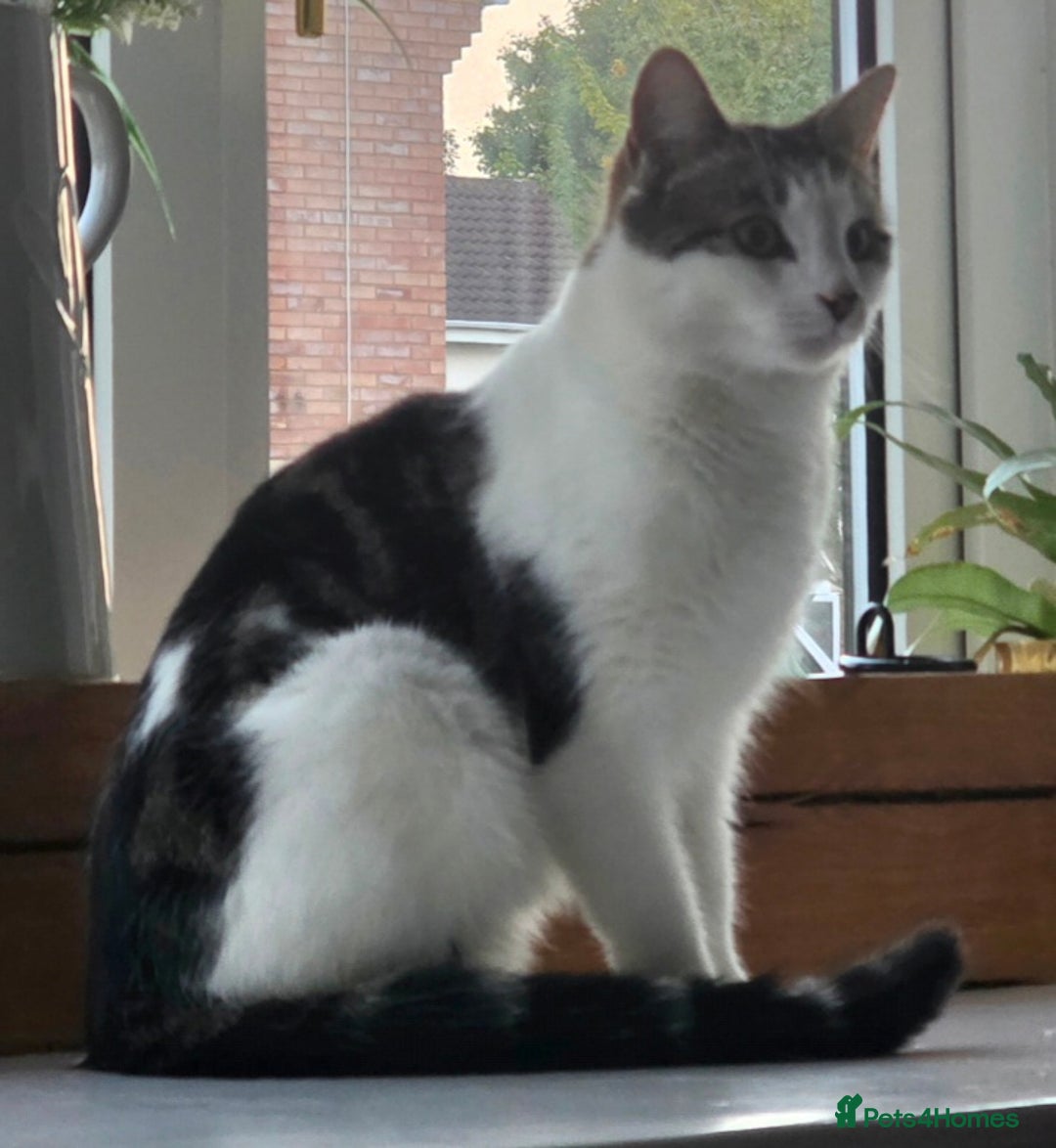 Mixed Breed cats for sale: 1xmale cat 1 female cat  - Advert 5