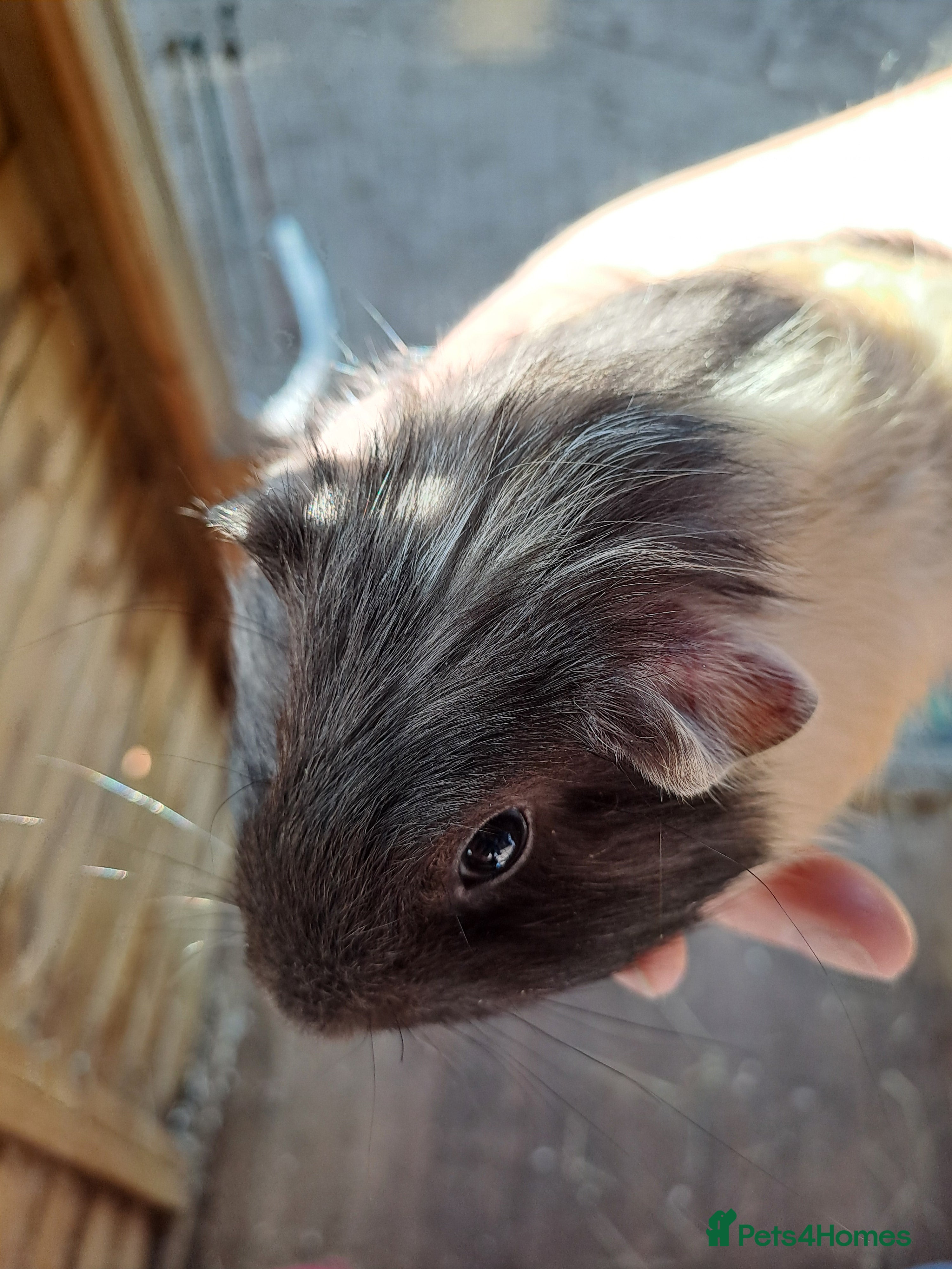 Guinea Pig rodents Beautiful Baby guinea pigs for sale  - Advert 13