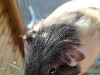 Guinea Pig rodents Beautiful Baby guinea pigs for sale - Advert 13