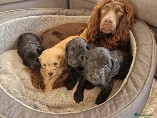 Cockapoo dogs F1 Cockapoo puppies - Advert 4