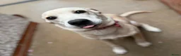Labrador Retriever dogs for sale: Honey 7-Month-Old Golden Labrador Puppy - Advert 1