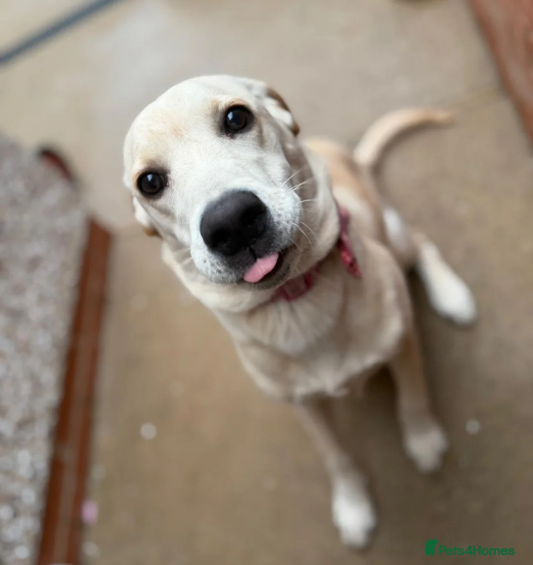 Labrador Retriever dogs for sale: Honey 7-Month-Old Golden Labrador Puppy - Advert 1