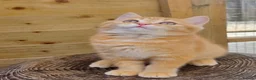 British Longhair cats for sale: 🧡🧸1 British Tabby SH Cutie 🍬🏡🥰 - Advert 8