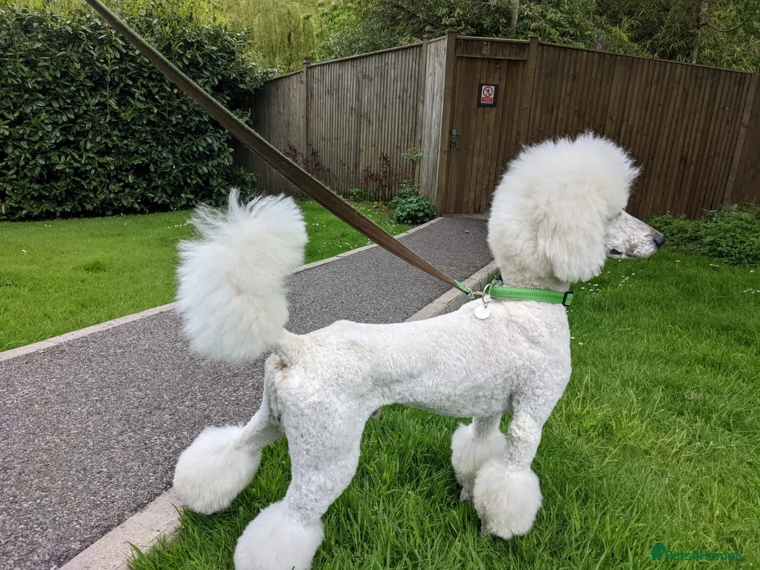 Standard Poodle dogs for stud: Standard Poodle Stud Dog - Int. champion bloodline in Ayr - Advert 6