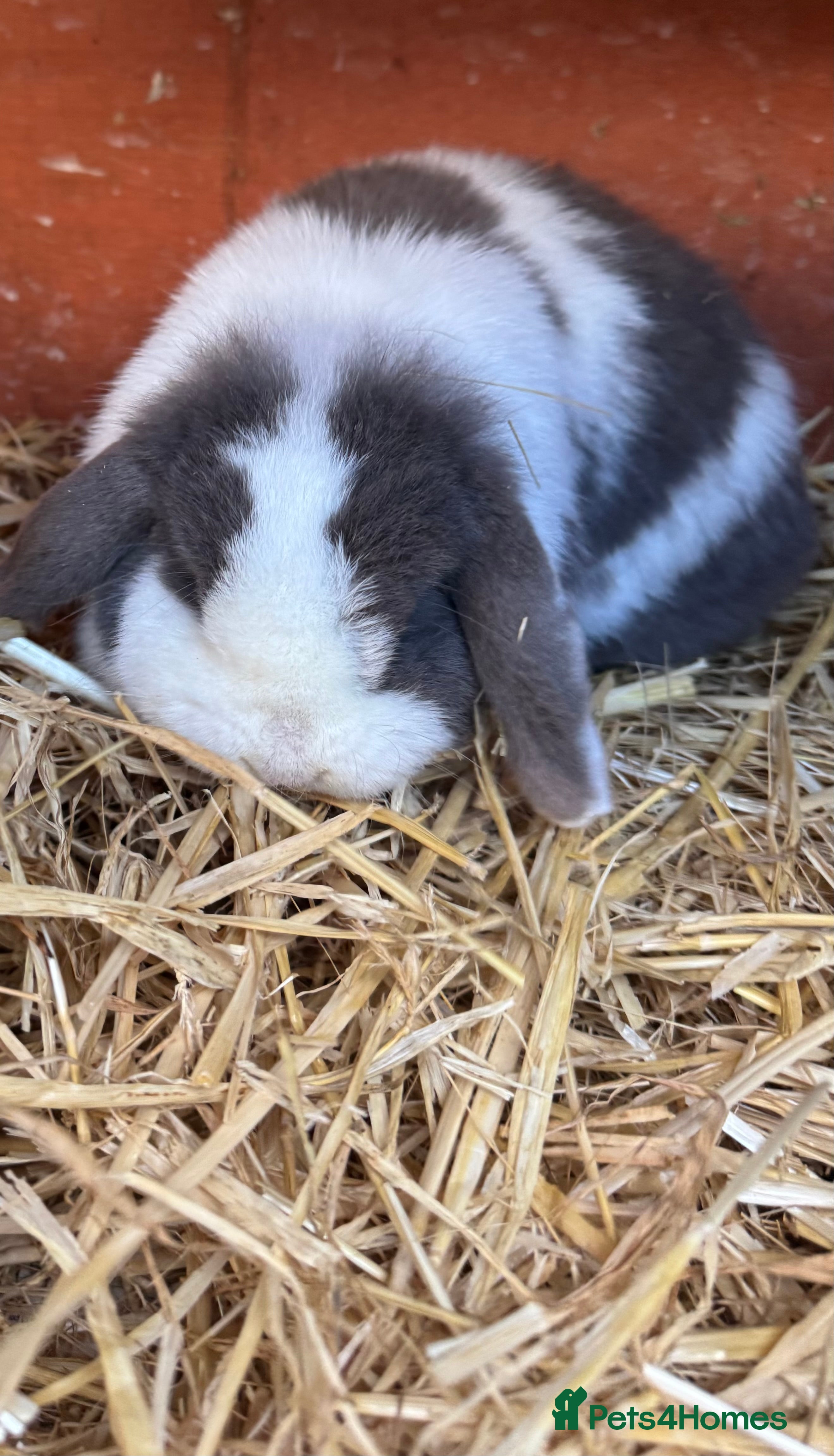 Mini Lop rabbits Beautiful mini lop female  - Advert 4