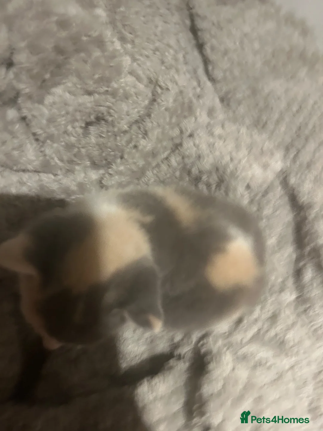 Domestic Shorthair cats for sale: 5 beautiful kittens. Lovely colours ready to leave - Advert 14