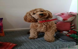 Cockapoo dogs for stud: (UNPROVEN) cockapoo male F3 available for stud   - Image 1