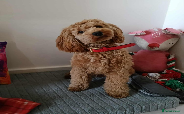 Cockapoo dogs - Advert 2