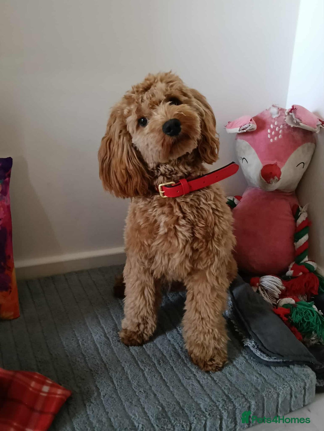 Cockapoo dogs for stud: (UNPROVEN) cockapoo male F3 available for stud   - Image 1