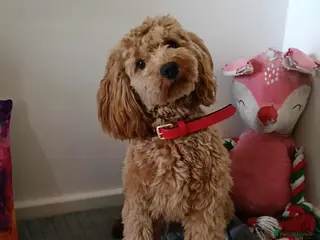 Cockapoo dogs (UNPROVEN) cockapoo male F3 available for stud - Advert 15