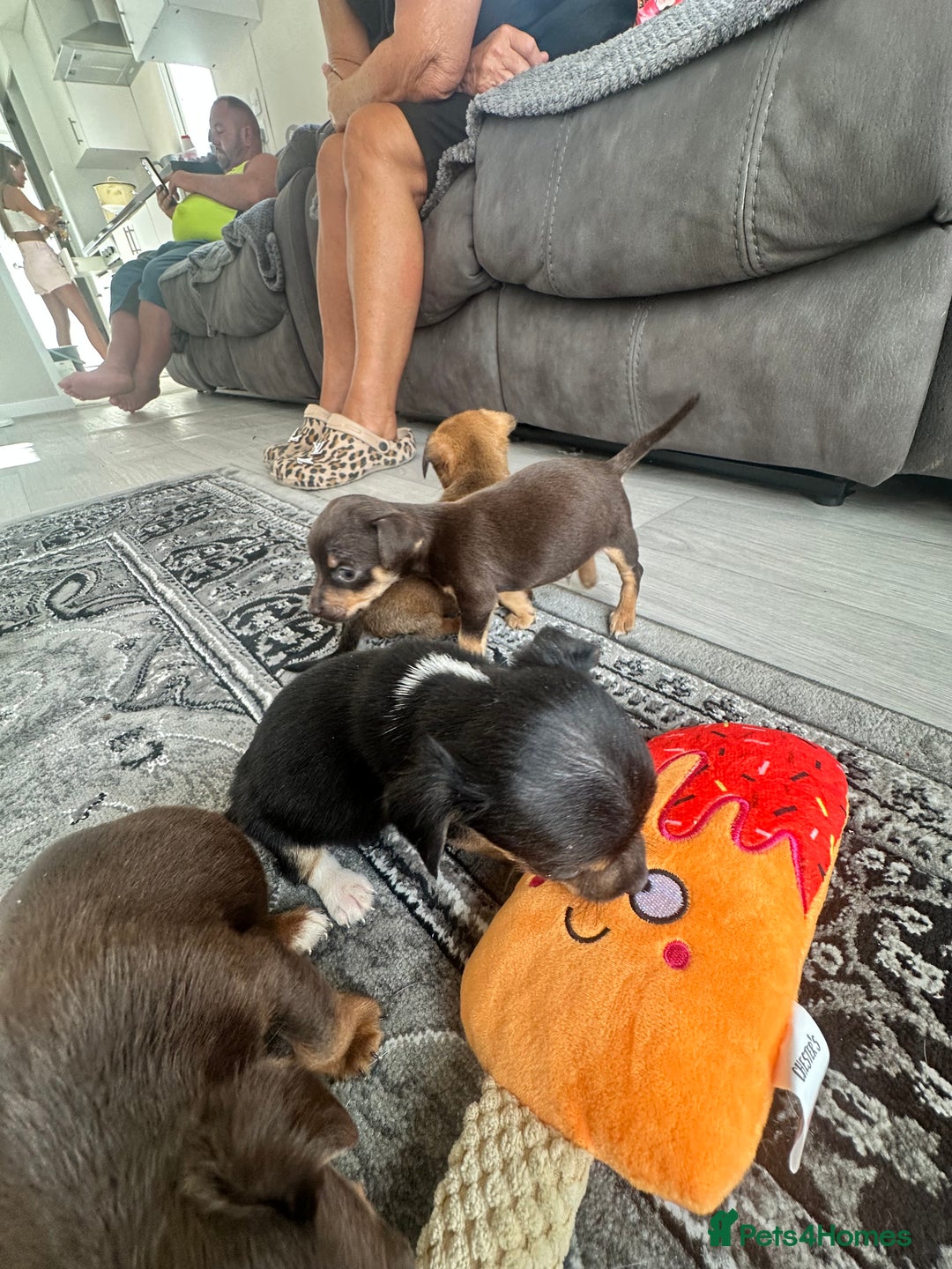 Jack Russell dogs for sale: 4. Beautiful Jack Russell. Pups - Image 5