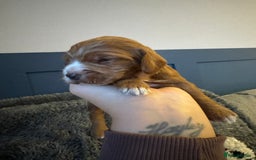 Cockapoo dogs for sale: Gorgeous F2B Cockapoo puppies  - Image 24