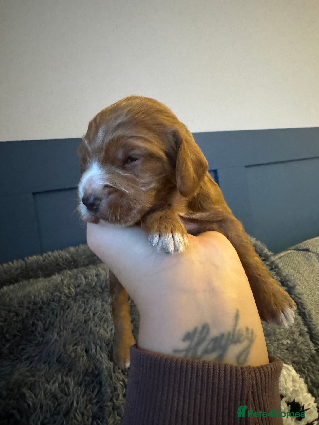 Cockapoo dogs for sale: Gorgeous F2B Cockapoo puppies  - Image 24