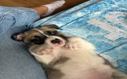 Mixed Breed dogs for sale: American bulldog x bullmastiff puppies - Image 11