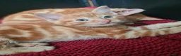 Mixed Breed cats for sale: Ginger kittens for sale  in Dartford - Advert 6