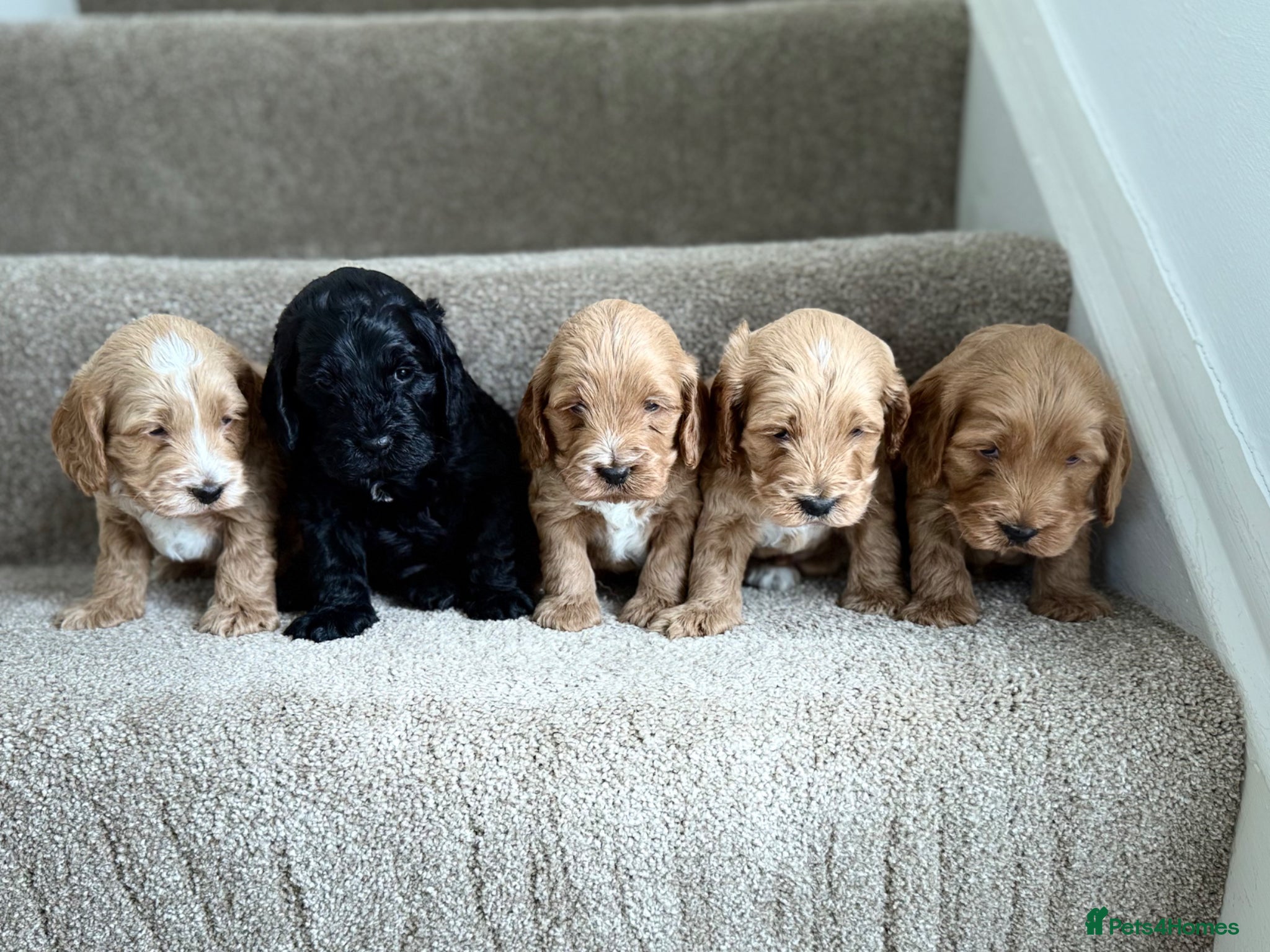 Cockapoo dogs F1 show line cockapoo puppies - Advert 14