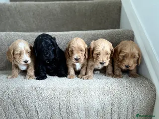 Cockapoo dogs F1 show line cockapoo puppies - Advert 14