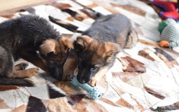 German Shepherd dogs for sale: German Shepherd Puppies - Image 21