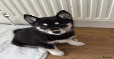 Siberian Husky dogs - Advert 7