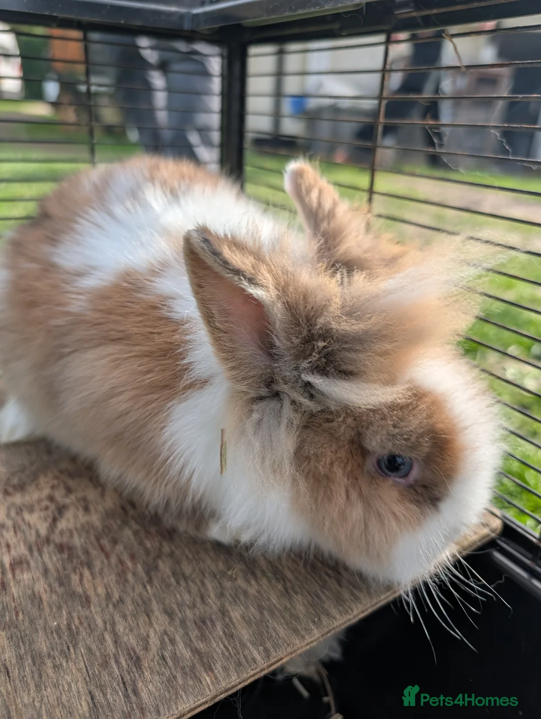 Lionhead rabbits for sale: 5 Fluffy Lion head bunnies for sale  - Advert 2