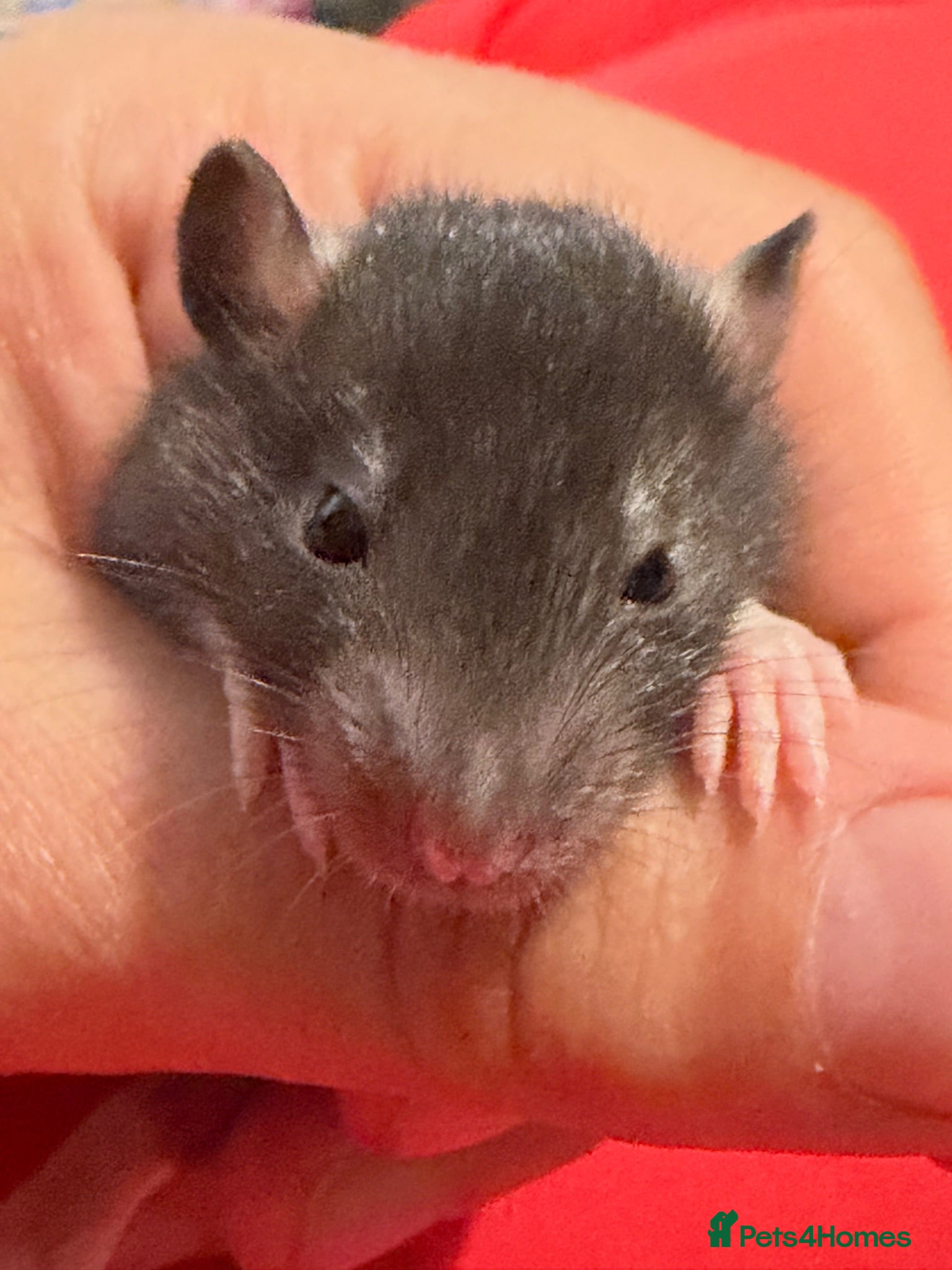 Rat rodents Baby rats  - Advert 2