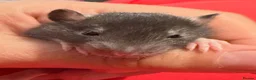 Rat rodents for sale: Baby rats  - Advert 2