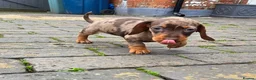 Miniature Dachshund dogs for sale: 2 Gorgeous Miniature Dachshund puppies- PRA clear - Advert 6